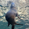 Sea Lion Spot