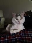 Mellow (old)