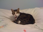 Renfield (old)